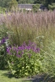 Calamagrostis x acutiflora `Karl Foerster`.jpg