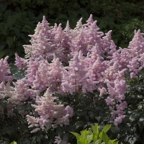 Astilbe x arendsii `Anita Pfeifer`.jpg