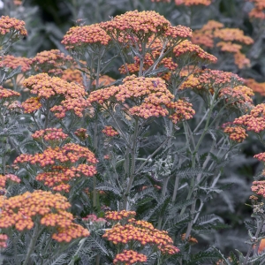 Krwawnik Pospolity 'Summer Fruits Salmon' Achillea millefolium 
