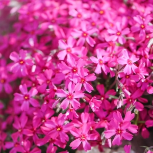 Płomyk / Floks Szydlasty Atropurpurea" Phlox subulata 