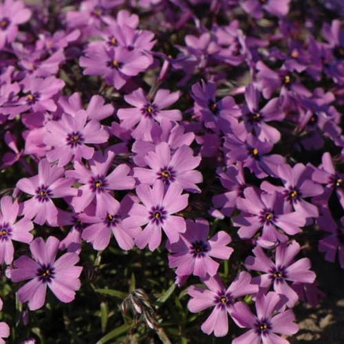 purplebeauty.jpg