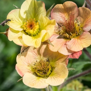 Kuklik Geum ' Coctail Tequila Sunrise '
