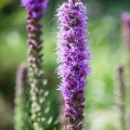 liatra kłosowa floristan violet.jpg