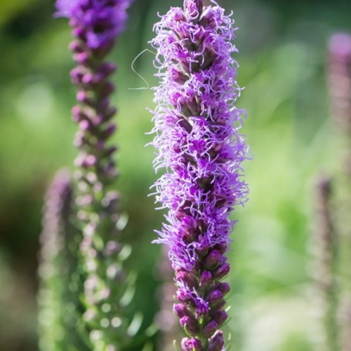 liatra kłosowa floristan violet.jpg