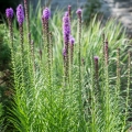 Liattra kłosowa floristanviole1.jpg