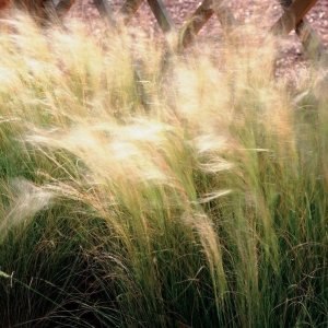 Ostnica Cieniutka Stipa Tenuissima ' Pony Tails '