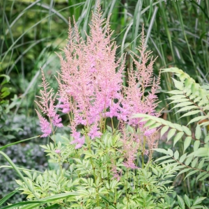 Tawułka Arendsa ' Cattleya ' Astilbe x Arendsii 
