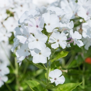Płomyk / Floks Wiechowaty ' Flame White ' Phlox subulata