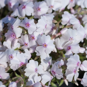 Płomyk / Floks Szydlasty ' Amazing Grace ' Phlox subulata 