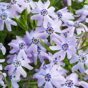 Płomyk / Floks Szydlasty ' Fabulous Blue Dark Center ' Phlox subulata 