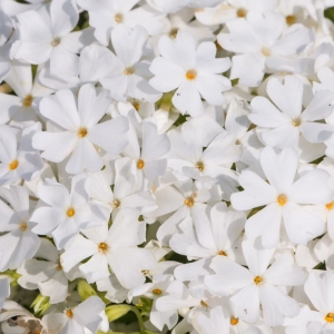 Płomyk / Floks Szydlasty ' Fabulous White ' Phlox subulata 