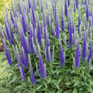 Przetacznik Kłosowy Ulster Dwarf Blue 