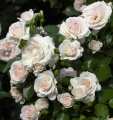 Róża Aspirin Rose®