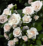 Róża Aspirin Rose®