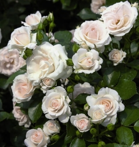 Róża Aspirin Rose®