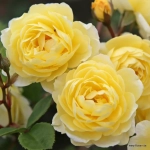 Róża Lemon Siluetta ® 