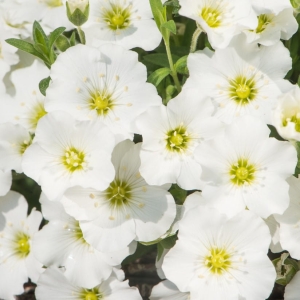 Piaskowiec Górski 'Arenaria Montana' Blizzard