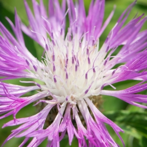 Chaber Białawy Centaurea Dealbata