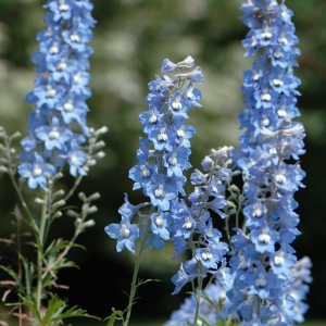 Ostróżka 'Summer Skies' Delphinium Pacific Series