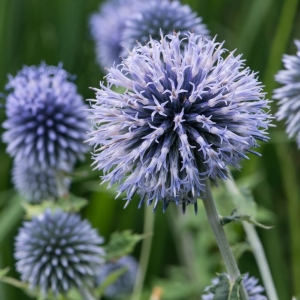 Przegorzan Pospolity Echinops ritro 