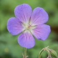 geranium-himalayense-baby-blue-1.jpg
