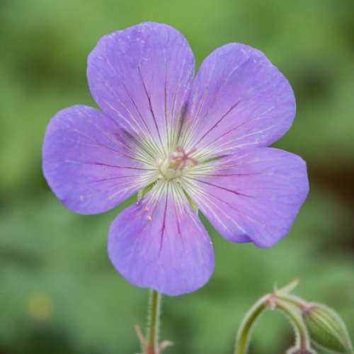 geranium-himalayense-baby-blue-1.jpg