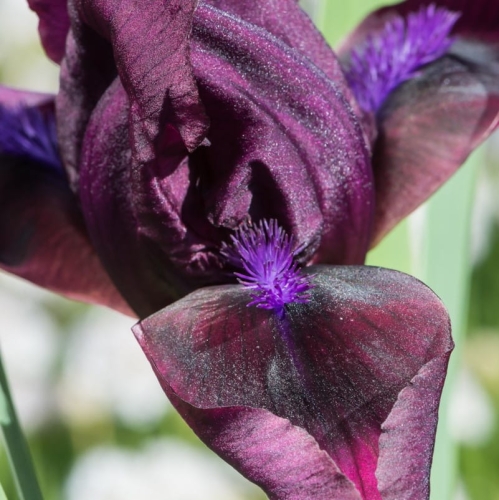 iris_pumila_pastel_char.jpg