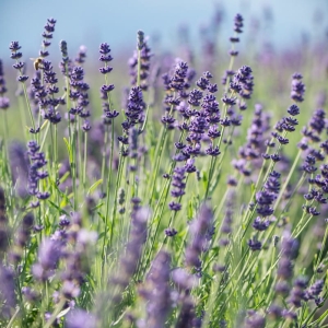 lawenda wąskolistna " Hidcote Blue Strain"  Lavandula angustifolia  