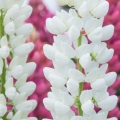 Łubin Trwały White Shades Lupinus Polyphyllus Gallery series