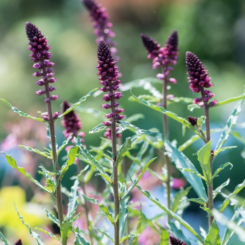 lysimachia-atropurpurea-1.jpg