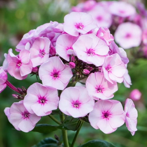 phlox-paniculata-famous-pink-1.jpg