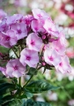 phlox-paniculata-famous-pink-2.jpg