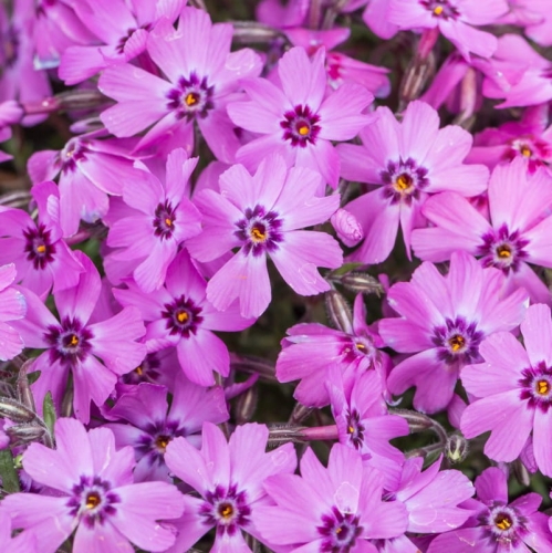 phlox-subulata-fabulous-dark-rose-eye-1.jpg