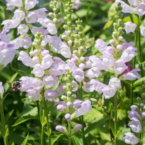 physostegia_virginiana_rosea_1.jpg