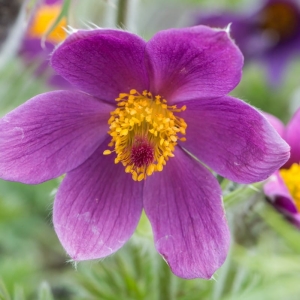 Sasanka Zwyczajna Pulsatilla vulgaris 'Pinwheel Blue Violet Shades' 