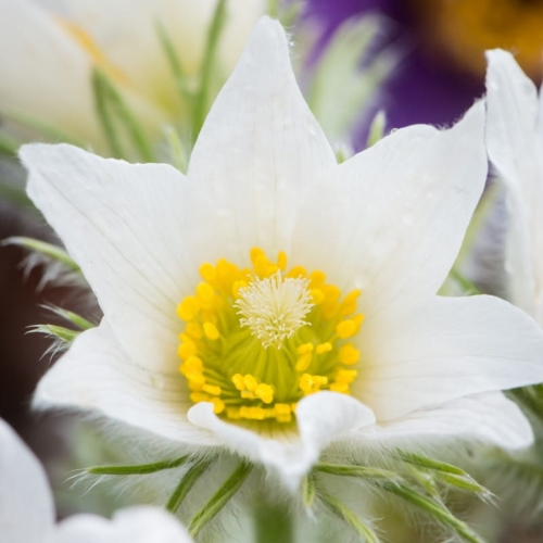 pulsatilla-vulgaris-pinwheel-white-1.jpg