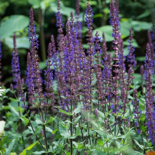 salvia-nemorosa-caradonna-compact-1.jpg