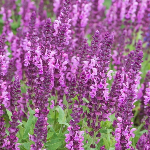 salvia_nemorosa_sensation_compact_bright_rose.jpg