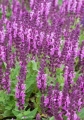 salvia_nemorosa_sensation_compact_bright_rose_1.jpg