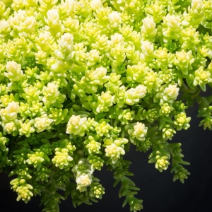 Rozchodnik Ostry Sedum acre 'Aurea' 