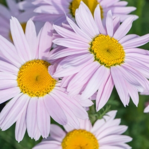 Wrotycz Szkarłatny Tanacetum coccineum 'Robinson Pink' 