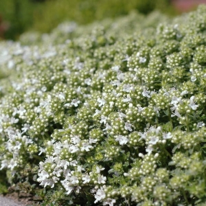 Macierzanka Piaskowa 'Albus'  Thymus serpyllum 