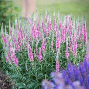 Przetacznik Kłosowy 'Anniversary Rose'  Veronica spicata 