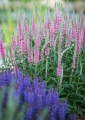 veronica-spicata-anniversary-rose-2.jpg