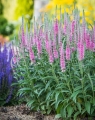veronica-spicata-anniversary-rose-3.jpg