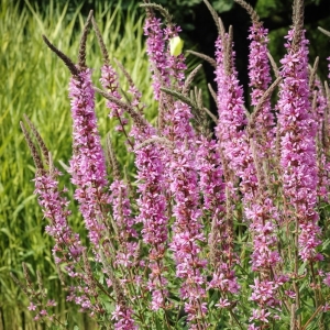 Krwawnica Pospolita Lythrum salicaria
