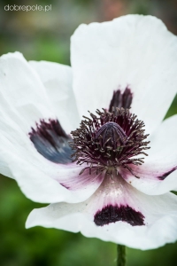 Mak wschodni Papaver orientale 'Royal Wedding' 