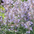 nepeta-faassenii-purrsian-blue-1.jpg