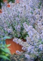 nepeta-faassenii-purrsian-blue-5.jpg