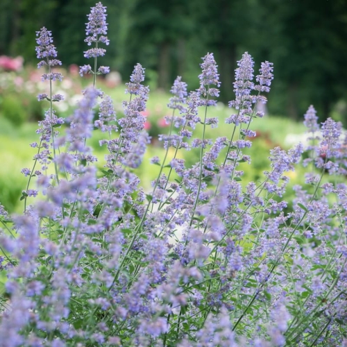 nepeta-six-hill-s-giant-1.jpg